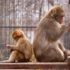 Японский макак (Macaca fuscata)