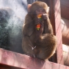 Японский макак (Macaca fuscata)