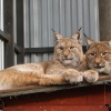 Рысь (Lynx lynx)