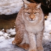 Рысь (Lynx lynx)