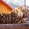 Дальневосточный (Амурский) леопард (Panthera pardus orientalis)