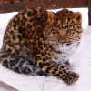 Дальневосточный (Амурский) леопард (Panthera pardus orientalis)