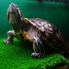 Красноухая черепаха (Trachemys scripta)