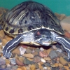 Красноухая черепаха (Trachemys scripta)