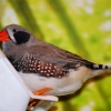 Зебровая амадина (Taeniopygia guttata)