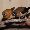 Японская амадина (Lonchura striata)