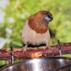 Японская амадина (Lonchura striata)