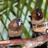 Японская амадина (Lonchura striata)