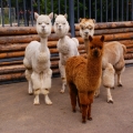 Альпака (Lama pacos)