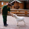 Камерунская коза (Capra hircus)