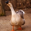 Гусь (Anser anser)