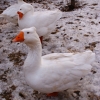 Гусь (Anser anser)