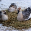 Гусь (Anser anser)