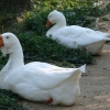 Гусь (Anser anser)
