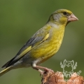 Зеленушка (Carduelis (Chloris) chloris)