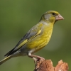Зеленушка (Carduelis (Chloris) chloris)