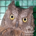 Сплюшка (Otus scops)