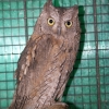 Сплюшка (Otus scops)