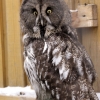 Бородатая неясыть (Strix nebulosa)