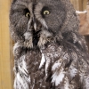Бородатая неясыть (Strix nebulosa)