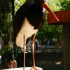 Чёрный аист (Ciconia nigra)