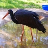 Чёрный аист (Ciconia nigra)