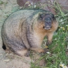 Степной сурок (байбак) (Marmota bobak)
