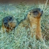Степной сурок (байбак) (Marmota bobak)