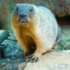 Степной сурок (байбак) (Marmota bobak)