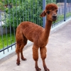 Альпака (Lama pacos)