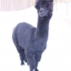 Альпака (Lama pacos)