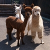 Альпака (Lama pacos)