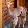 Альпака (Lama pacos)
