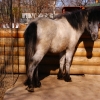 Пони (Equus caballus dom.)