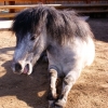 Пони (Equus caballus dom.)