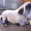 Пони (Equus caballus dom.)