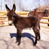 Домашний осел (Equus asinus dom)