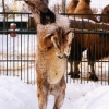 Винторогий козел (Capra falconeri heptneri)