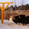 Овцебык (Ovibos moschatus)