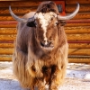 Як (Bos mutus)