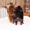 Як (Bos mutus)