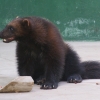 Росомаха (Gulo gulo)