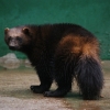 Росомаха (Gulo gulo)