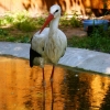 Белый аист (Ciconia ciconia)
