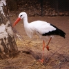 Белый аист (Ciconia ciconia)