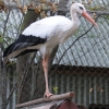 Белый аист (Ciconia ciconia)