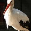 Белый аист (Ciconia ciconia)