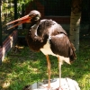 Чёрный аист (Ciconia nigra)