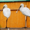 Колпица (Platalea leucorodia)