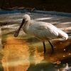 Колпица (Platalea leucorodia)